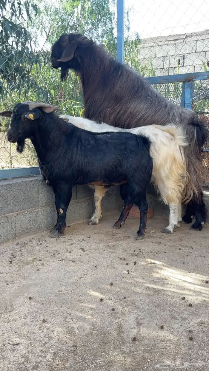 تيوس للبيع 1