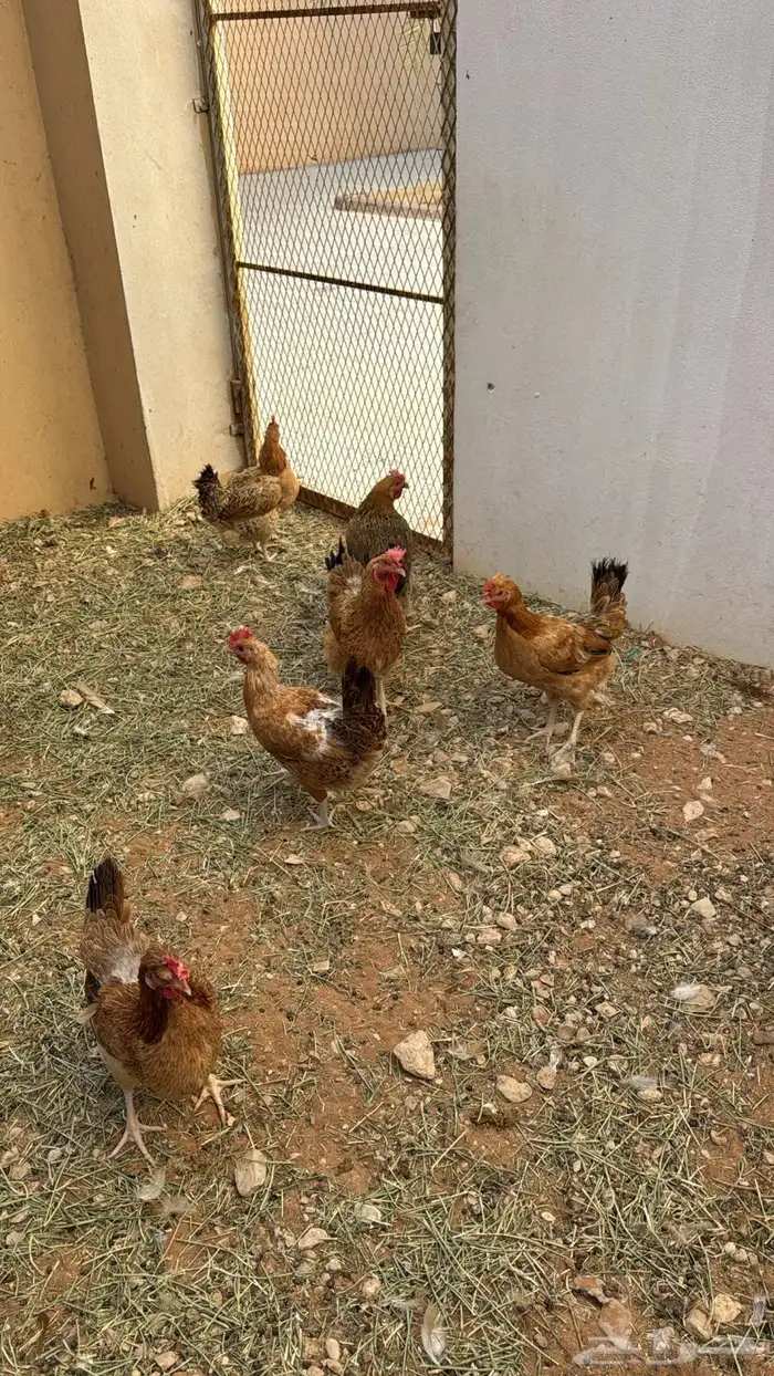 دجاج بلدي 0