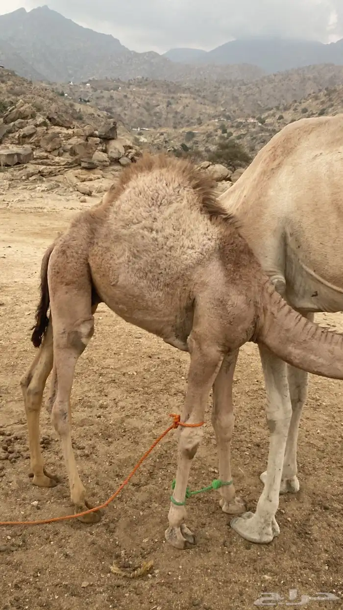 قعدان للبيع 1