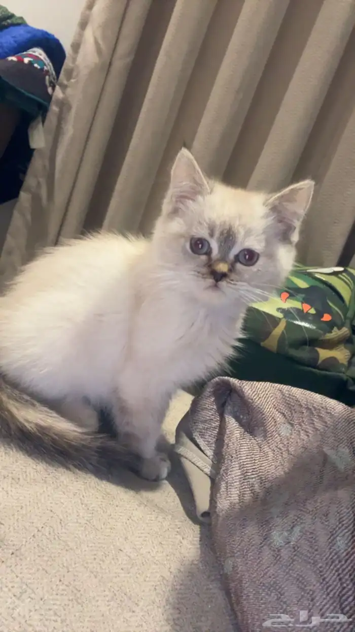 قطه سكوتش هملايا 0