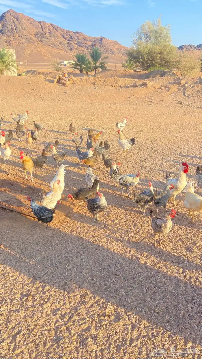 دجاج بياض جمله 0