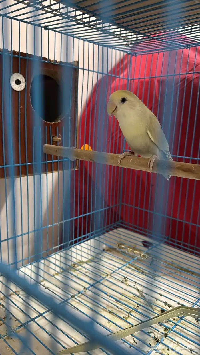 للبيع انثى روز جاهزه 2