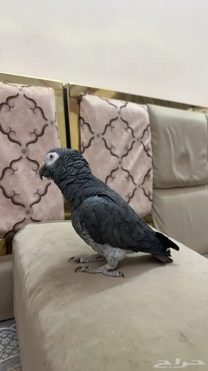 ببغاء كاسكو 2