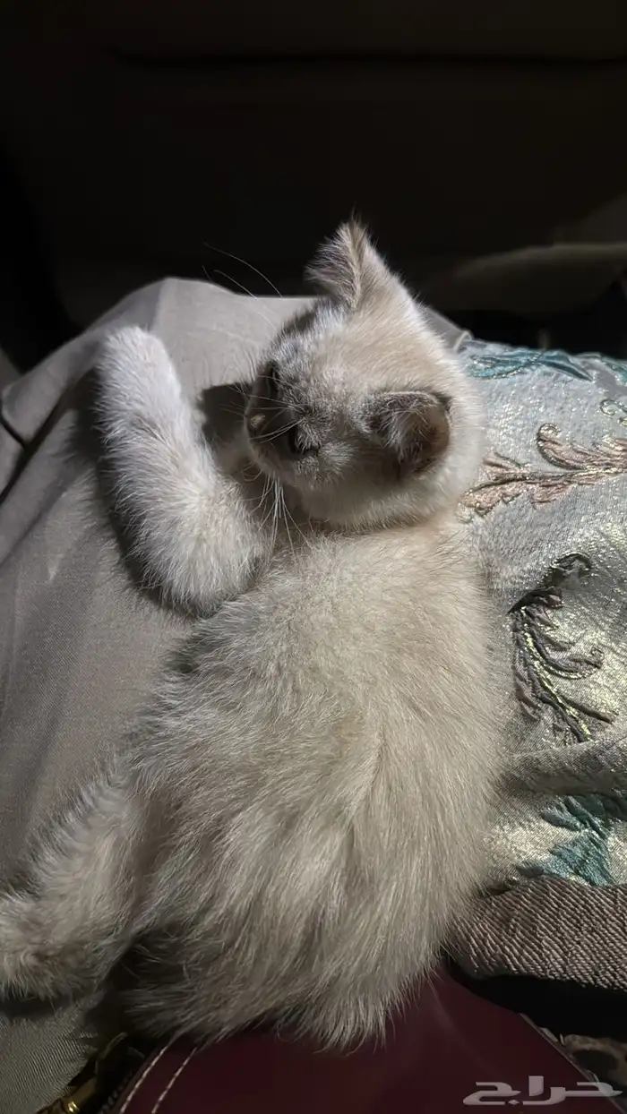 قطه سكوتش هملايا 3