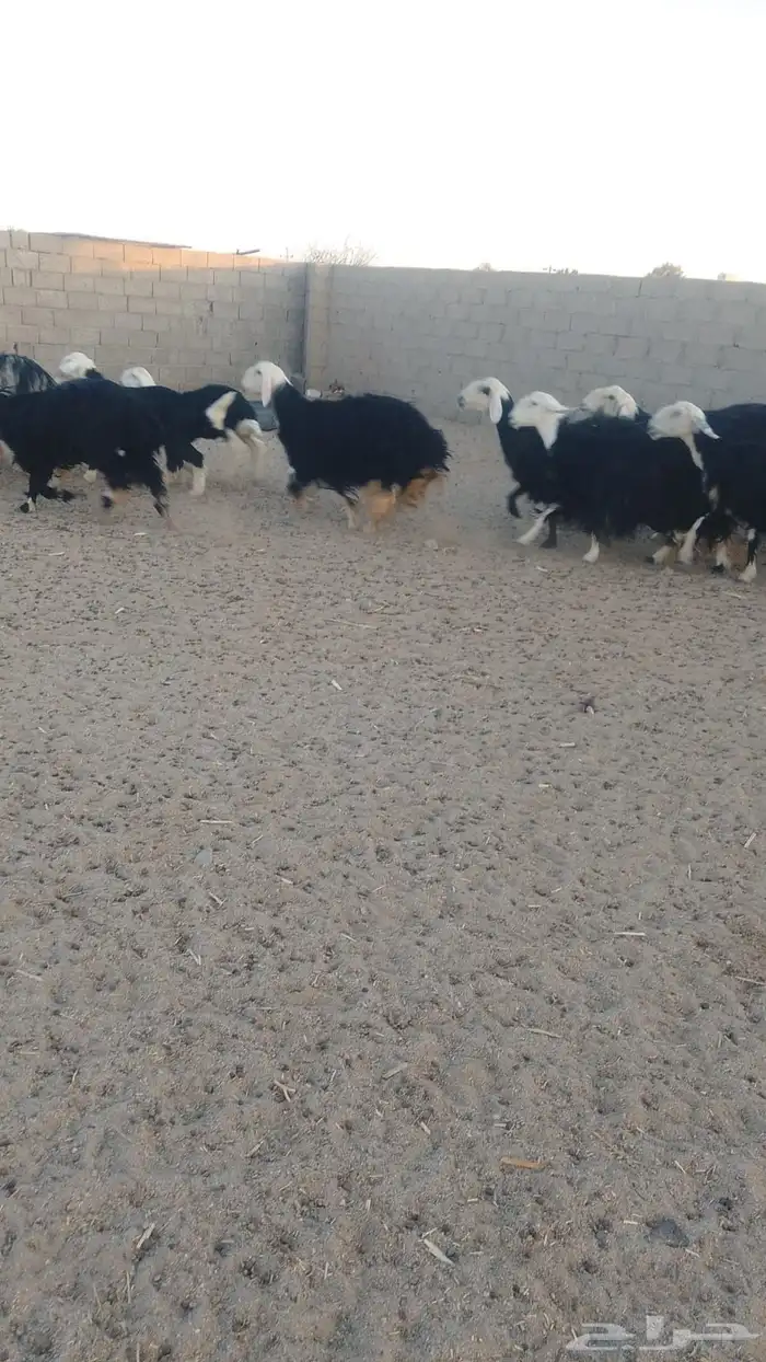 مراح نجد مؤسس 1