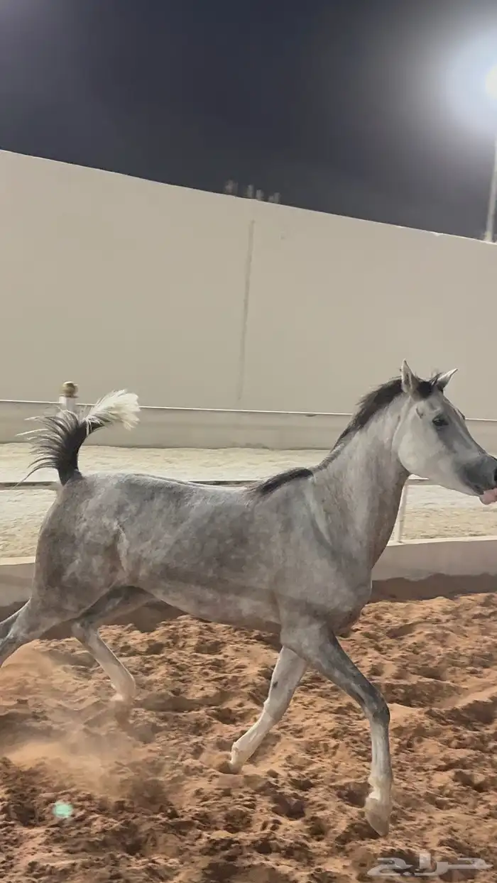 بسم الله ماشاء الله فرس ومهرتها من الفواخر 15