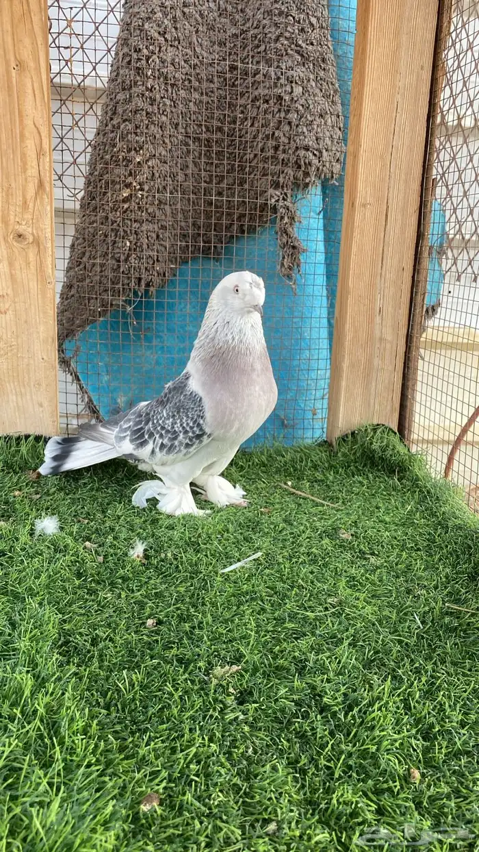 ذكر ثلجي كرست 0