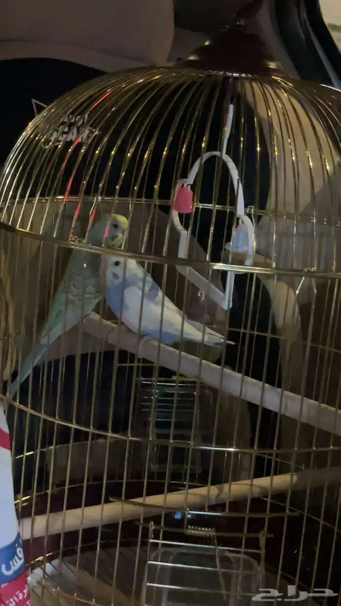 جوز طيور ( الروز ) 0