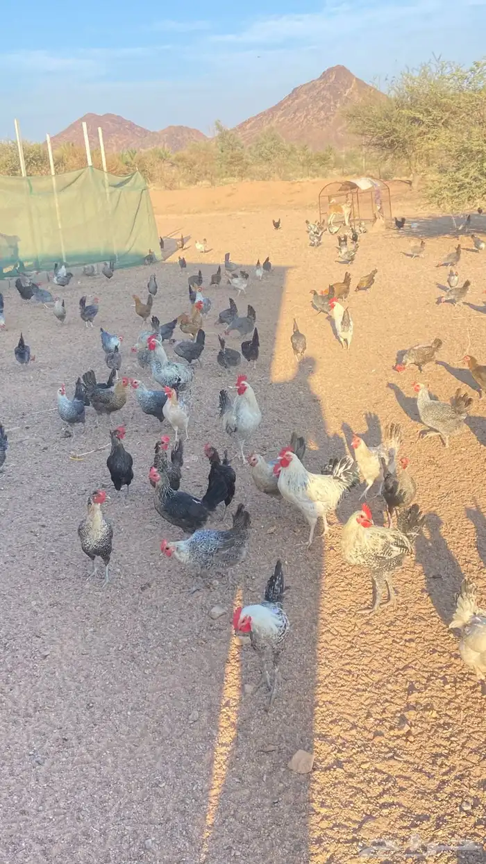 دجاج بياض جمله 2