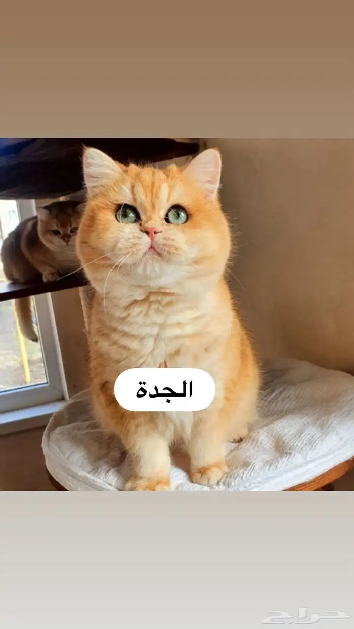 قط سكوتش 10