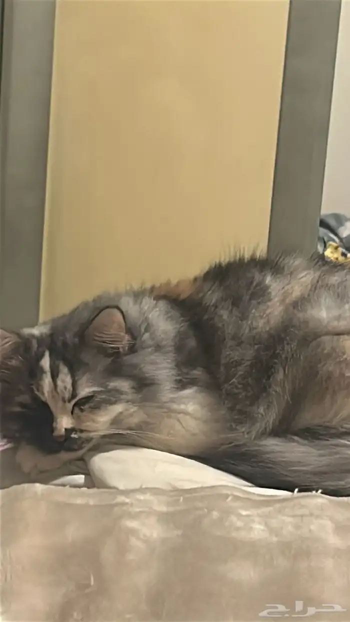 قطط للتبني الدمام 3