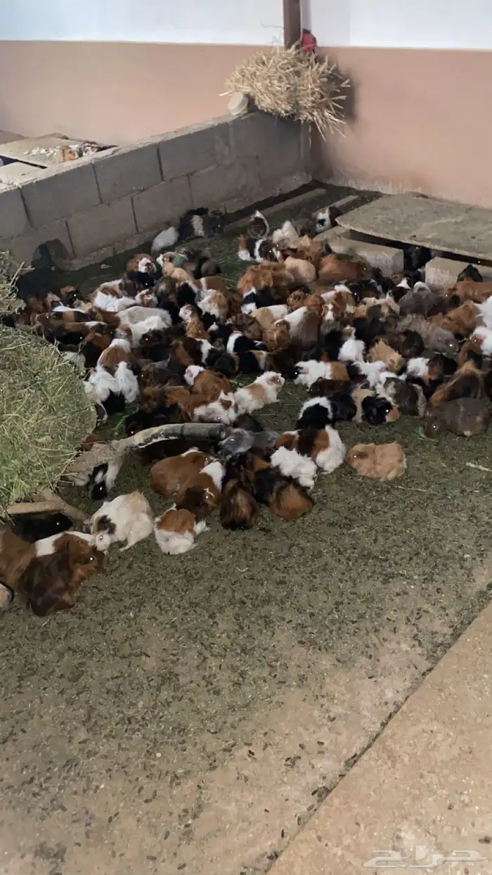 يوجد وبران للبيع 0