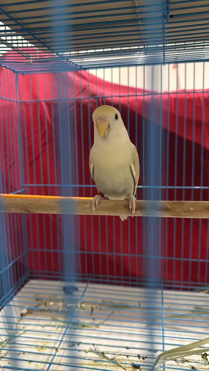 للبيع انثى روز جاهزه 1