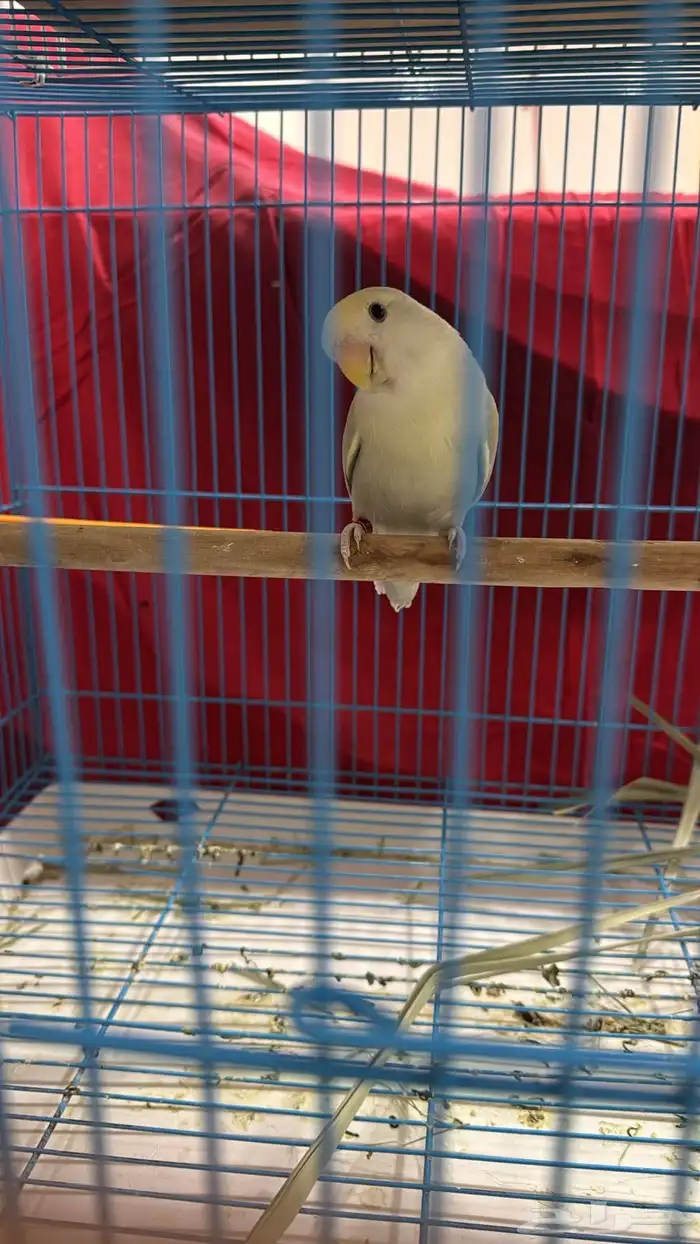 للبيع انثى روز جاهزه 3