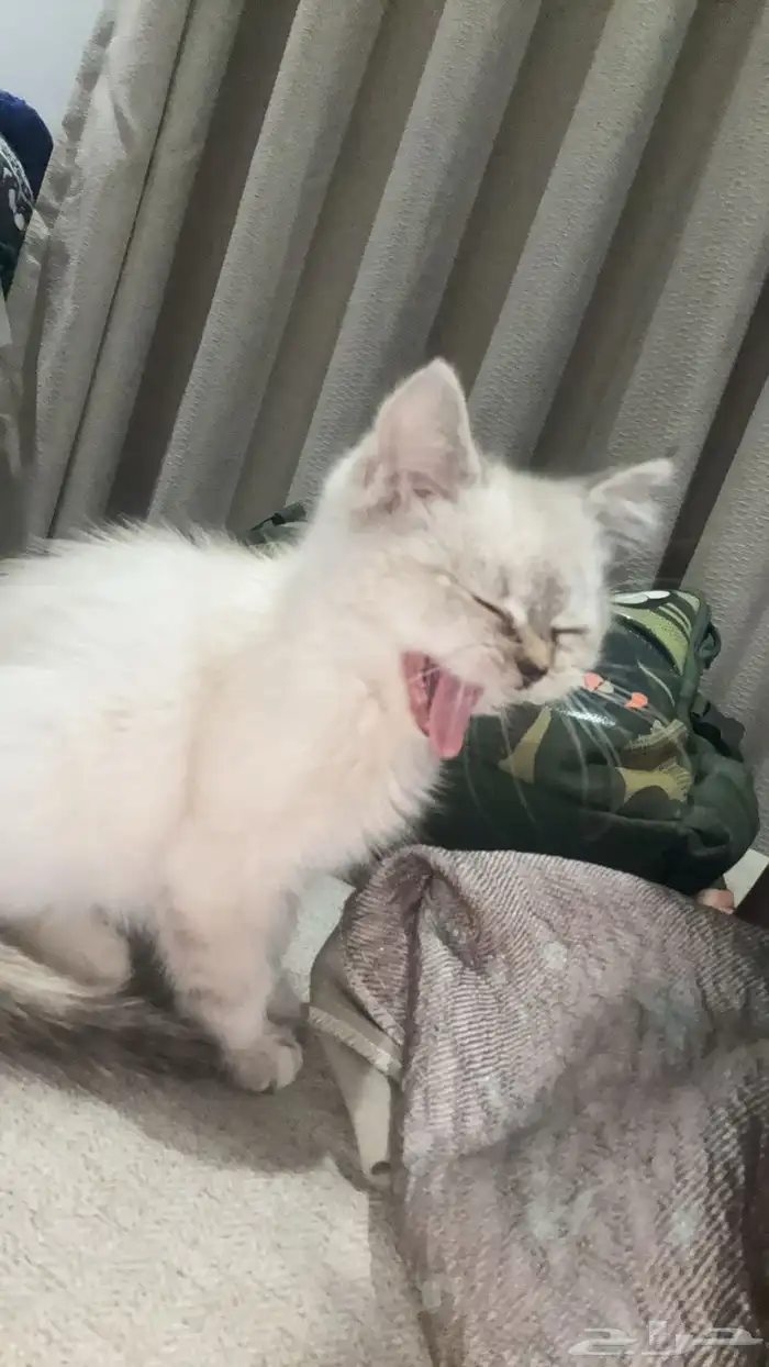 قطه سكوتش هملايا 1