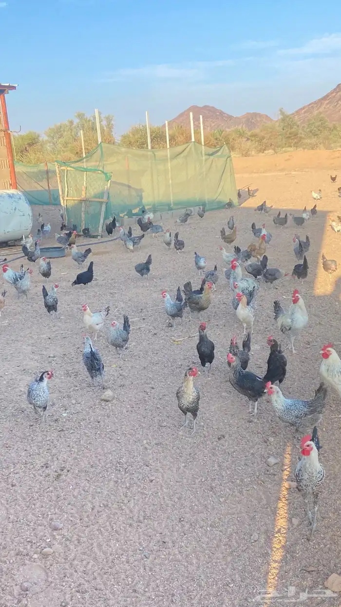 دجاج بياض جمله 1