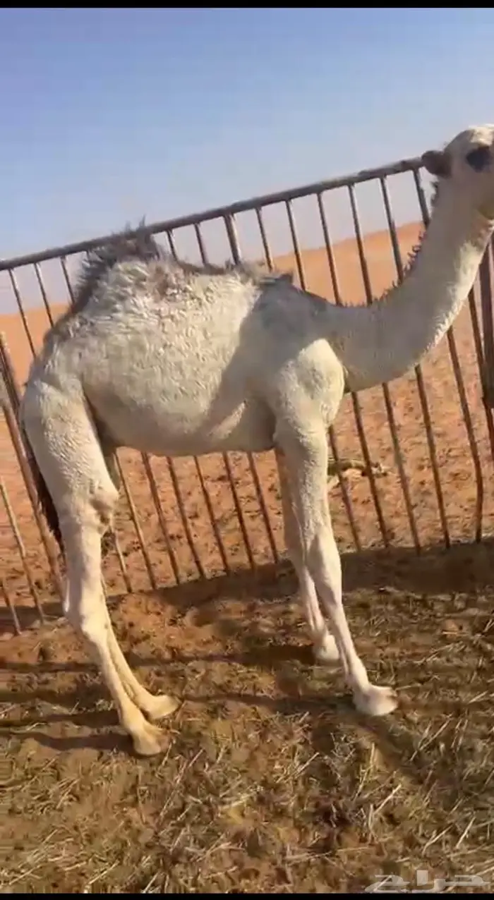 قعودين للبيع 0