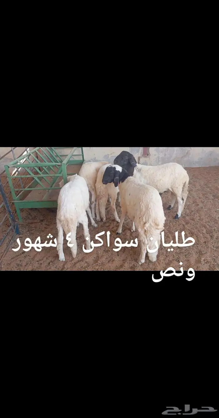 ذبايح..مع الذبح والتوصيل 2