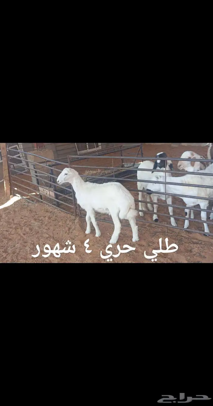 ذبايح..مع الذبح والتوصيل 4