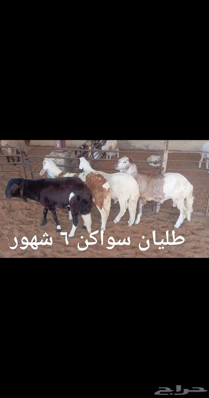 ذبايح..مع الذبح والتوصيل 5