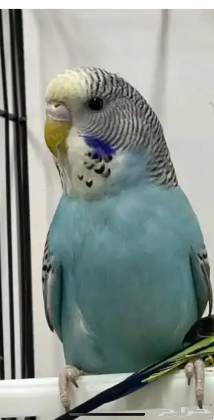 بادجي للبيع 0