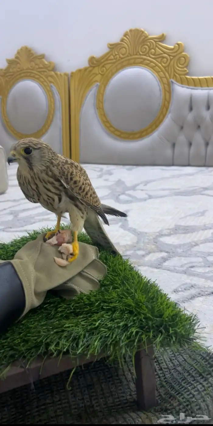 طير باشق مدرب على هدد على السوم لايجي إلا صامل 0