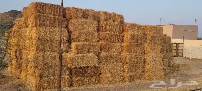 علف (تبن قمح) 6