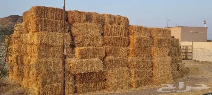 علف (تبن قمح) 4