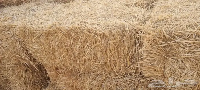 علف (تبن قمح) 5