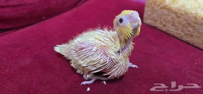 كروان لاتينو ( فرخ غر ) 0