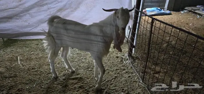 مشروع فحل هولندي 1