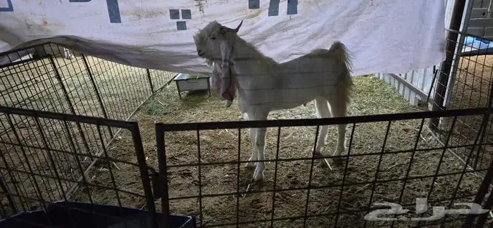 مشروع فحل هولندي 0