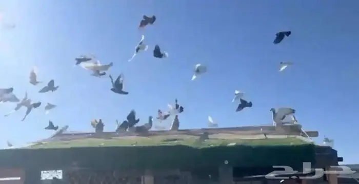 حمام كش وكريش شرط 1