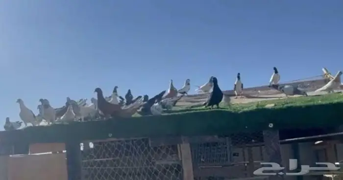 حمام كش وكريش شرط 0