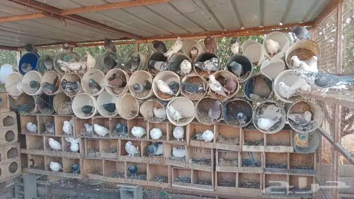 عشه حمام للبيع 3