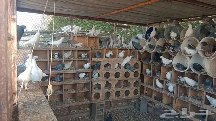 عشه حمام للبيع 2