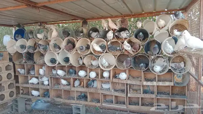 عشه حمام للبيع 1