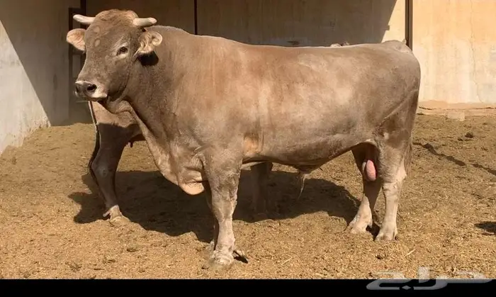 فحل وبقرة ألمانية 0