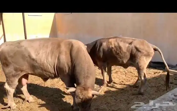 فحل وبقرة ألمانية 1