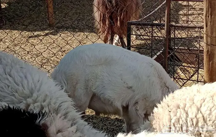 خروف لباني حري 0