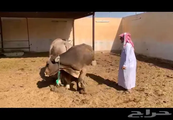 فحل وبقرة ألمانية 2