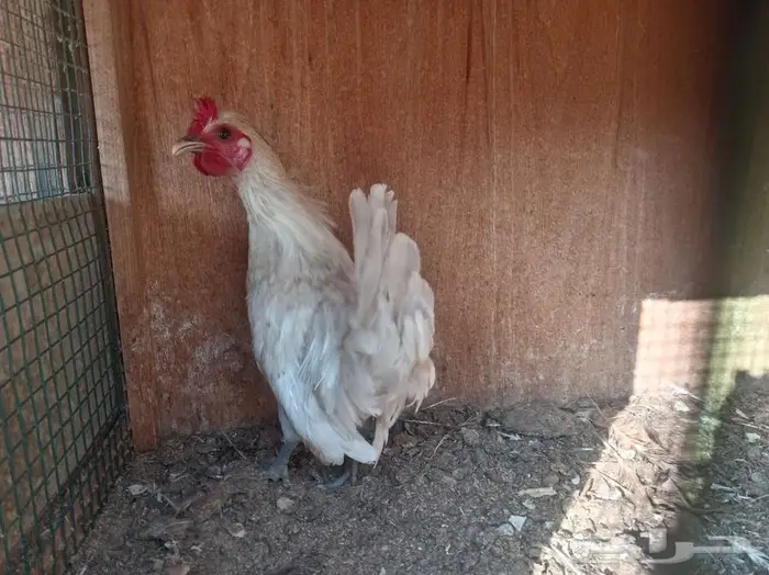 دجاج عربي حباحب 0