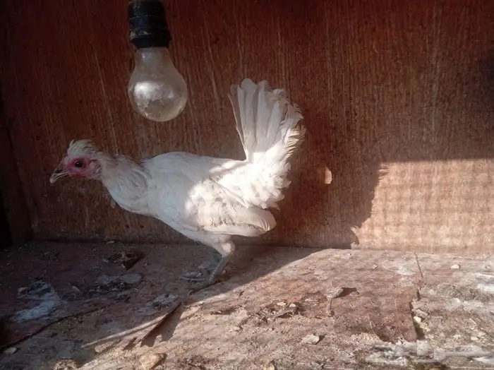 دجاج عربي حباحب 1