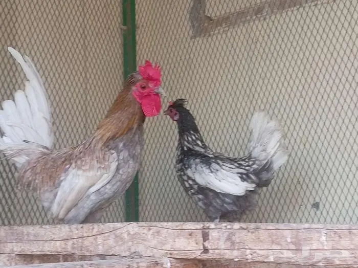 دجاج عربي حباحب 3