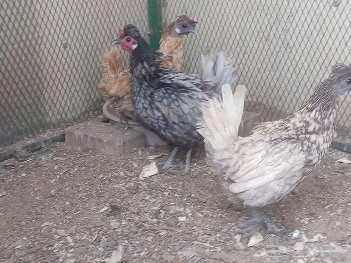 دجاج عربي حباحب 4