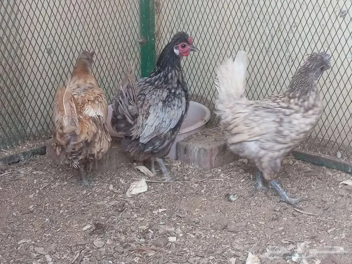 دجاج عربي حباحب 7