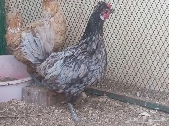 دجاج عربي حباحب 8