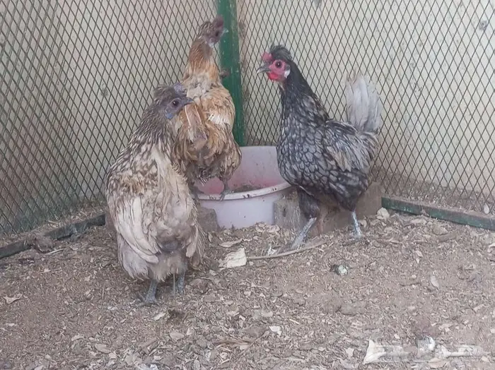 دجاج عربي حباحب 9