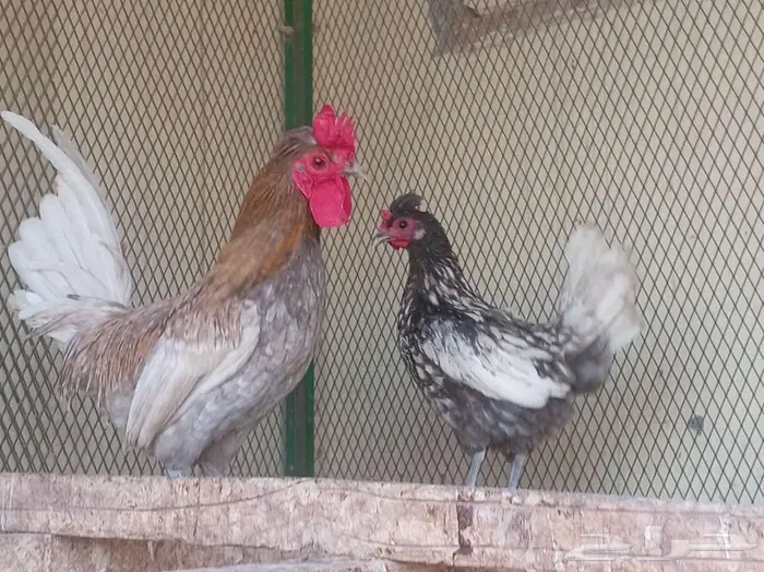 دجاج عربي حباحب 12