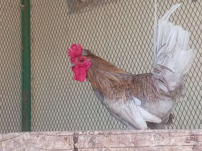 دجاج عربي حباحب 10